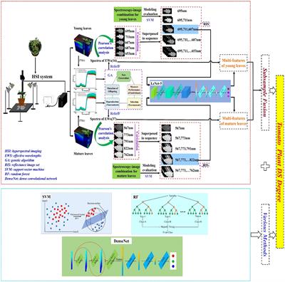 Frontiers | Drought stress identification of tomato plant using